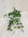 Dischidia Small Hanging Plant - Charming and Compact Greenery for Small Spaces