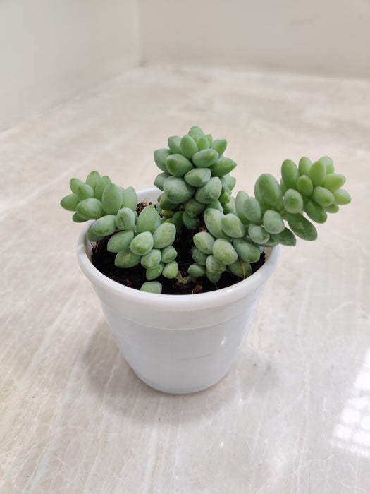 Donkeys-Tail-Indoor-Succulent-Plant