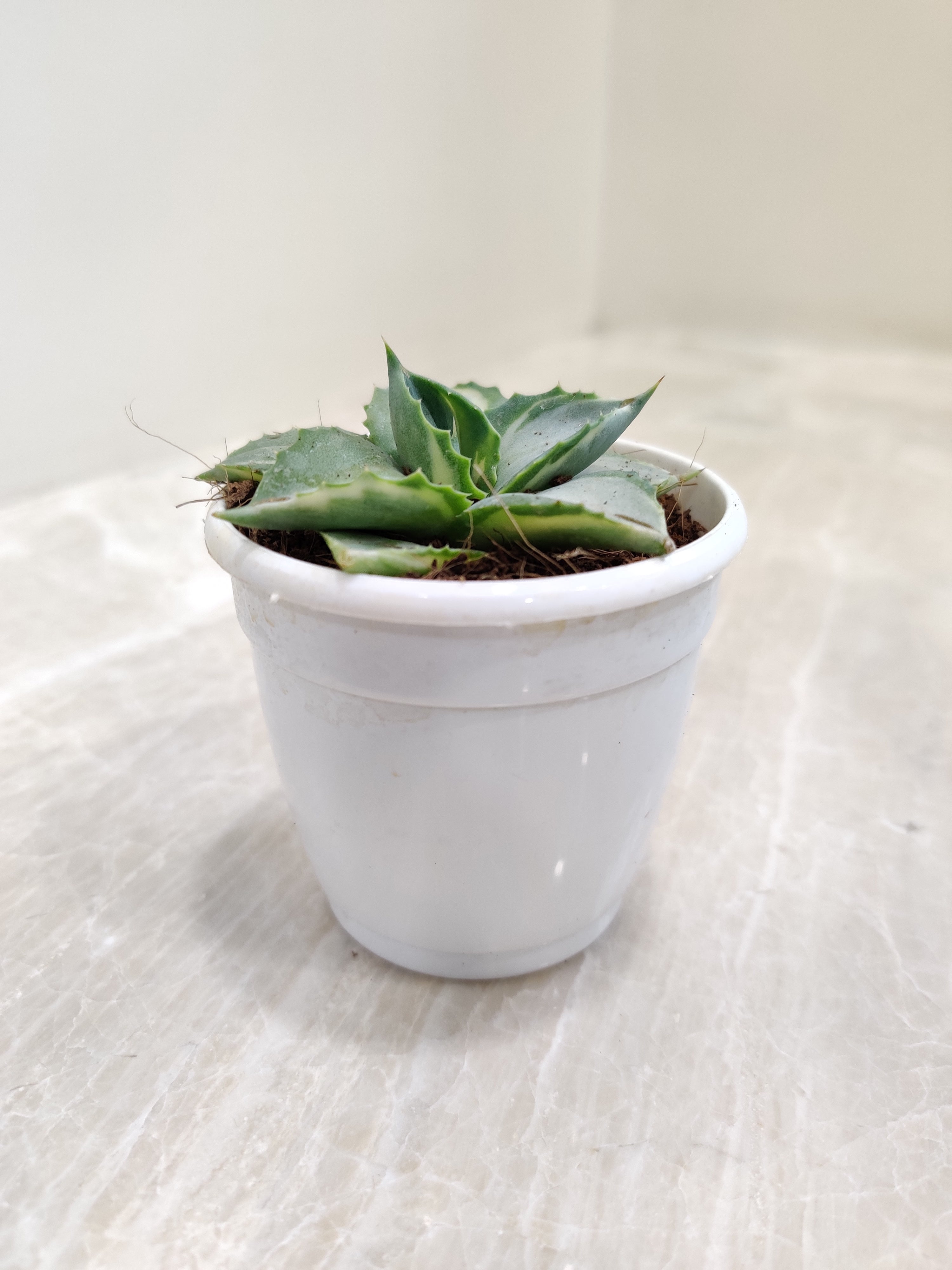tropicana plant indoors Agave Tropicana Succulent