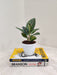 Easy-care indoor Starry Aglaonema plant