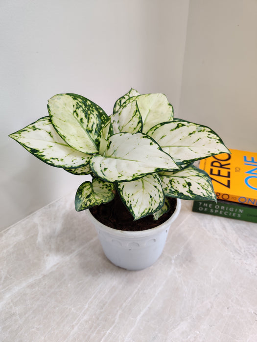Healthy Lush Aglaonema Super White Indoor Plant