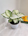 Healthy Lush Aglaonema Super White Indoor Plant