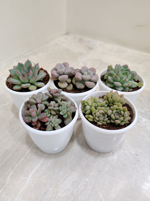 Five Easy-Care Succulents for Home