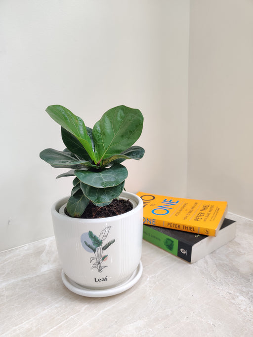Elegant Ficus Lyrata corporate gift idea