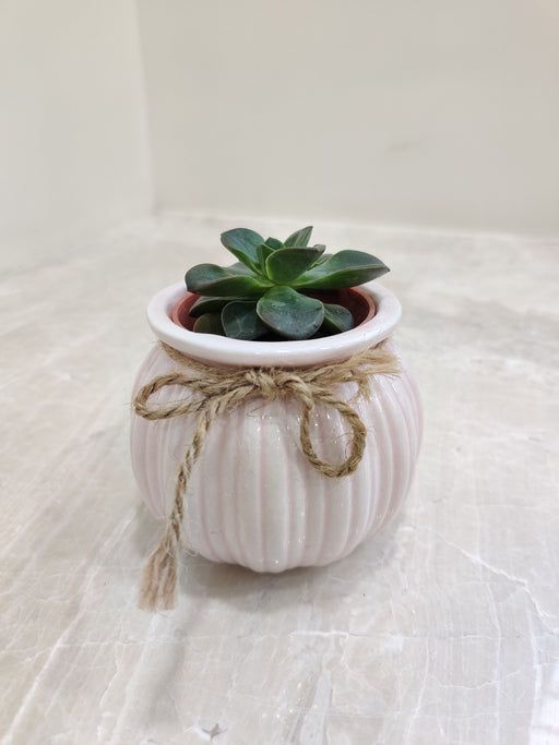 Sleek Succulent for Professional Gifting