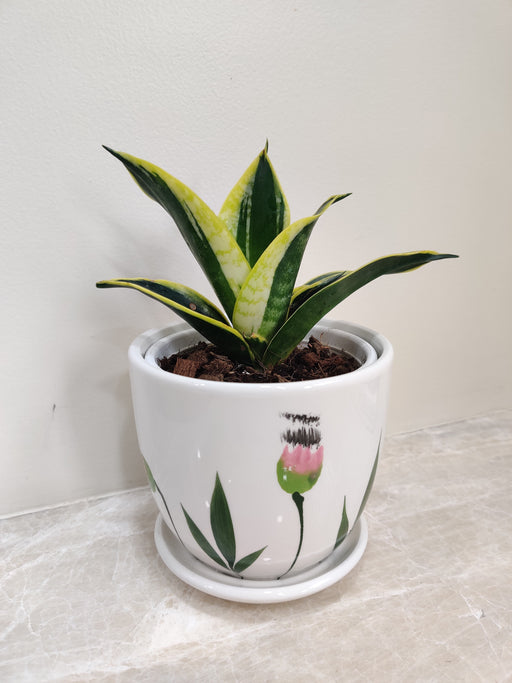 Elegant Snake Plant in white ceramic pot for corporate gifting