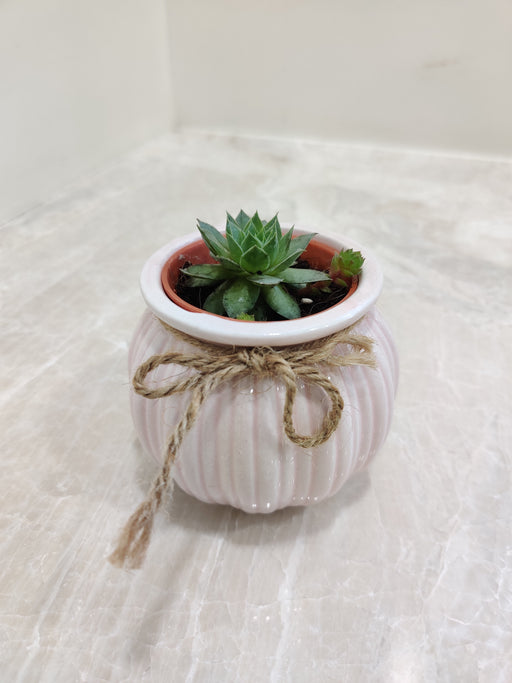 Stylish succulent in ivory pot for corporate occasions