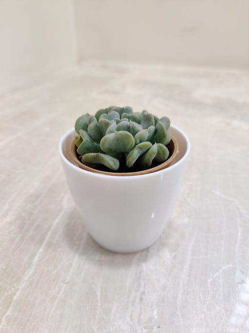 Elegant Succulent in White Plastic Pot