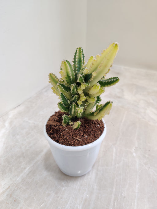 Indoor slender cactus for home decor