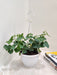 English Ivy Plant with glossy green leaves in white hanging planter.