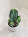 Euphorbia anoplia perfect for home decor