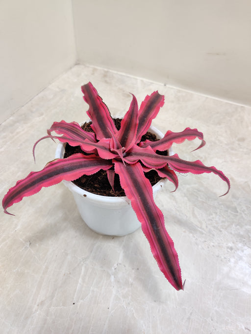 Cryptanthus Red Star Plant in 10 cm pot