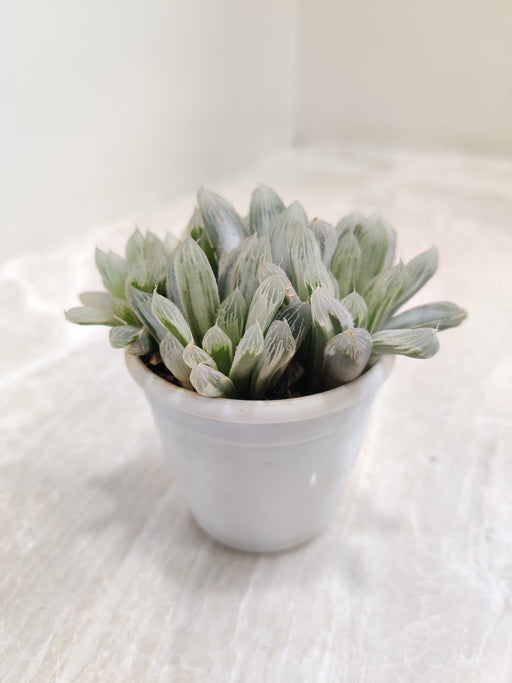 Silver-Swirls-Indoor-Succulent-Compact-Size