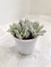 Silver-Swirls-Indoor-Succulent-Compact-Size