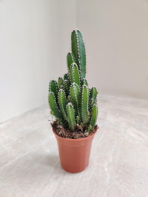 Miniature Fairy Castle Cactus in Pot