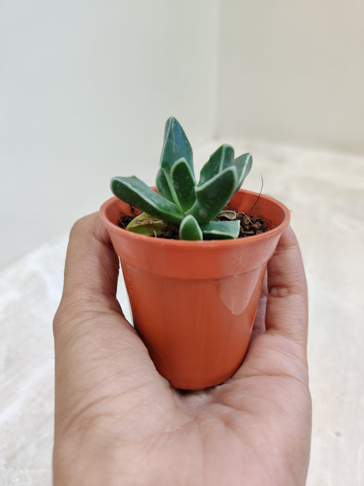 Small Faucaria Bosscheana Indoor Succulent in Pot