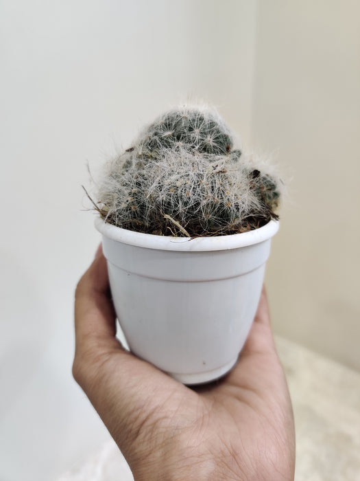Tranquil white feather cactus for indoor gardens