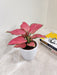 Easy-Care Indoor Aglaonema Red Houseplant