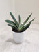 Durable-Gasteria-Little-Warty-Indoor-Plant
