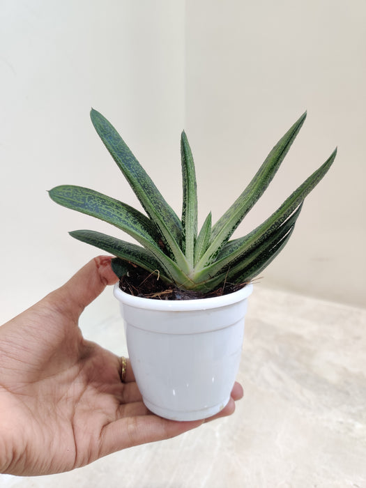 Gasteria-Succulent-with-Distinctive-Warty-Leaves-Indoor-Succulent