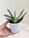 Gasteria-Succulent-with-Distinctive-Warty-Leaves-Indoor-Succulent