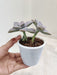 Ghost-Indoor-Plant-Potted-Decorative