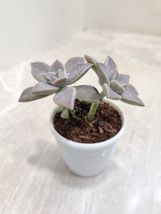 Silvery-Green-Ghost-Indoor-Succulent-Top-View