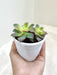 Easy-care-Graptoveria-Olivia-desk-plant