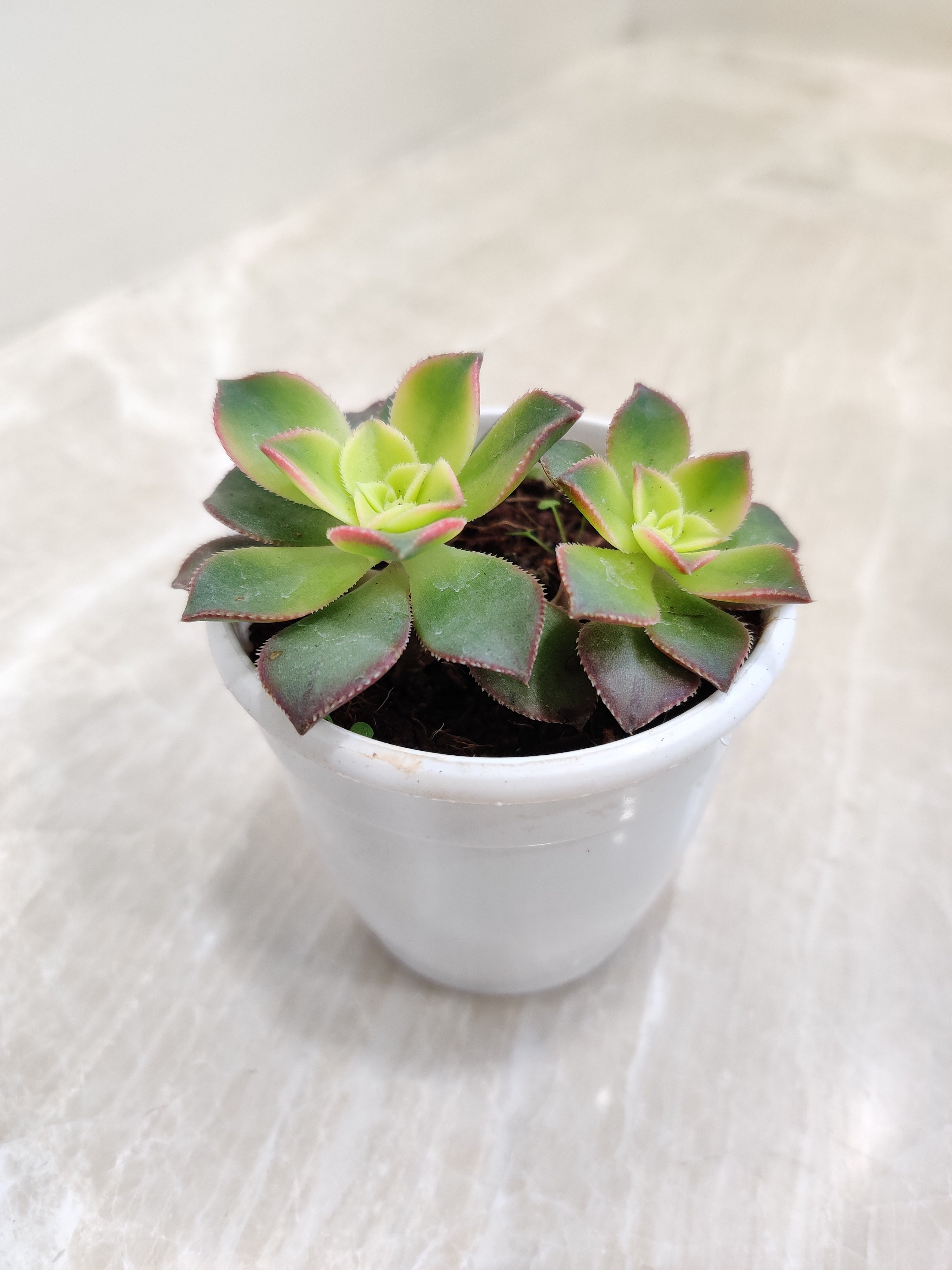 graptoveria olivia succulent Aeonium Kiwi Succulent Plant