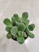 Green-Cotyledon-Bear-Paw-Decor-Indoor-Succulent