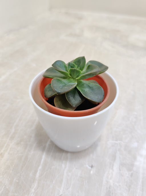 Green succulent ideal for corporate gifting