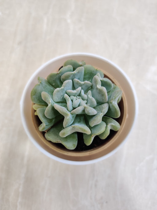 Indoor Succulent Plant for Corporate Gifting