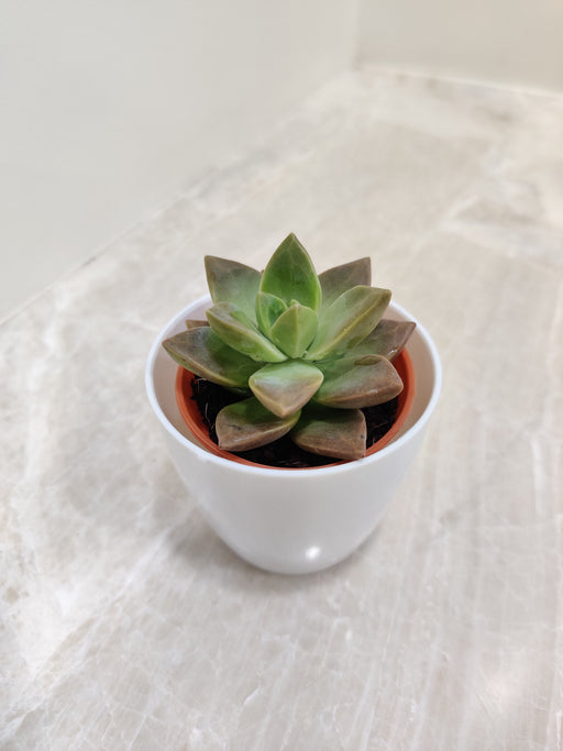 Green Succulent Plant for Office Gifting