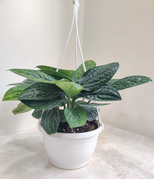 Monstera Peru in a hanging white pot for indoor decor