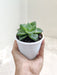 Lush-Green-Haworthia-Cymbiformis-Indoor-Succulent
