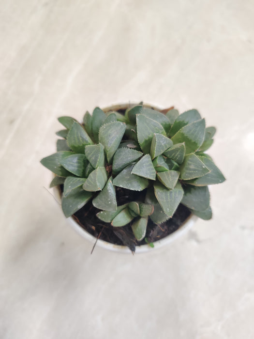 Haworthia-Mutica-Rare-Textured-Indoor-Succulent