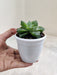 Easy-Care-Haworthia-Indoor-Succulent