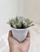 Exotic-Haworthiopsis-Cooperi-Decorative-Indoor-Succulent