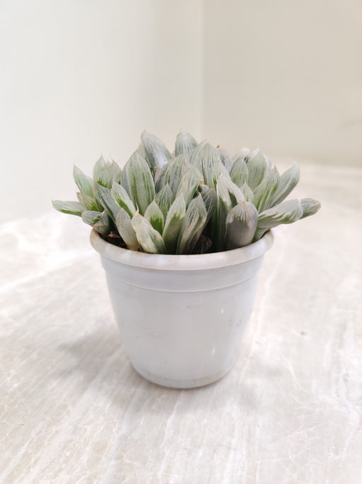 Swirling-Pattern-Haworthiopsis-Indoor-Succulent