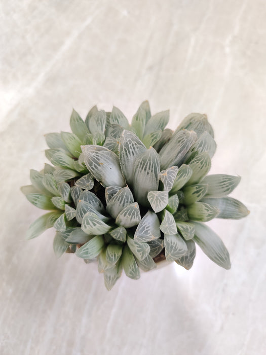 Haworthiopsis-Cooperi-Indoor-Succulent