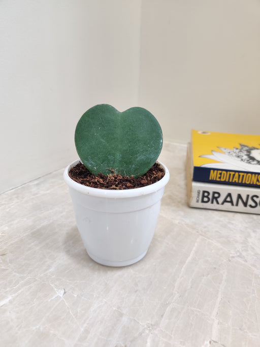 Heart-shaped Hoya Kerrii plant