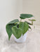 Lush Green Heartleaf Philodendron Plant
