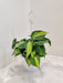 Philodendron Oxycardium Brasil plant with hanging pot