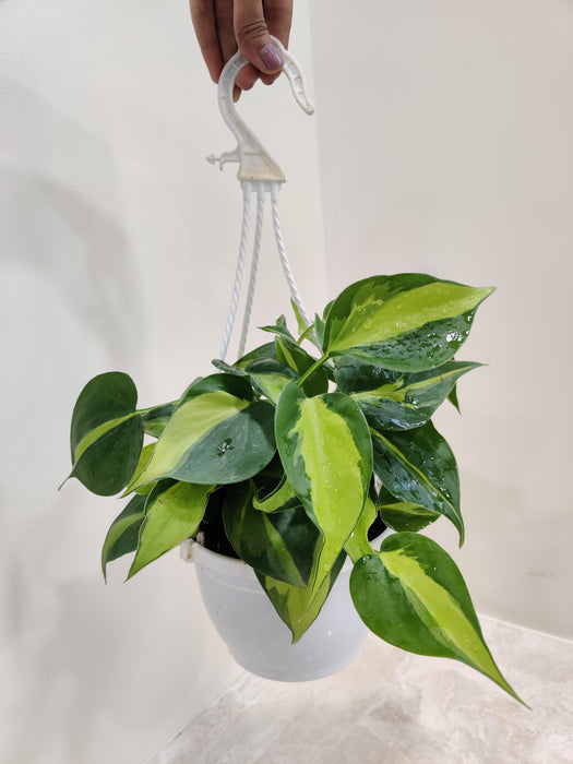 Philodendron Oxycardium Brasil in a stylish hanging pot, ready to enhance your indoor decor