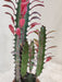 Decorative Royal Red Euphorbia for home decor