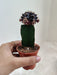 Ebony Cactus Delight for indoor gardening