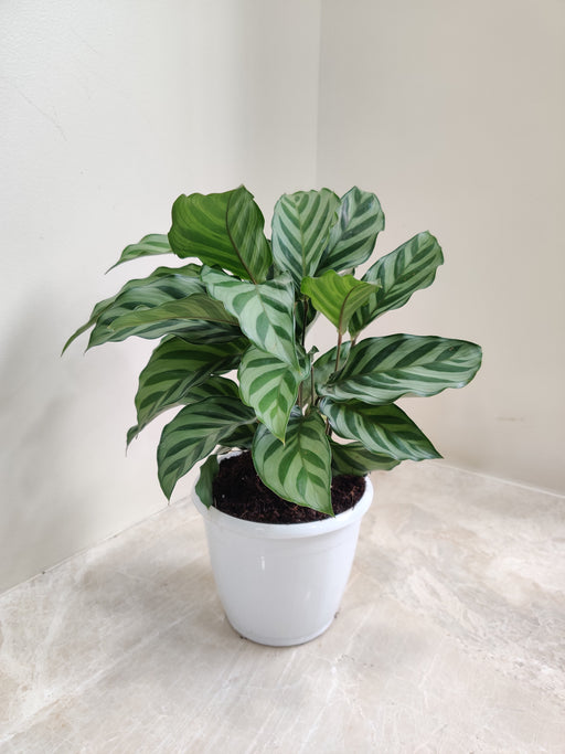 Healthy Indoor Calathea Freddie plant purifies air