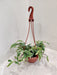 Lush Ficus Radicans Variegated in 15 cm pot for indoor gardening in India.