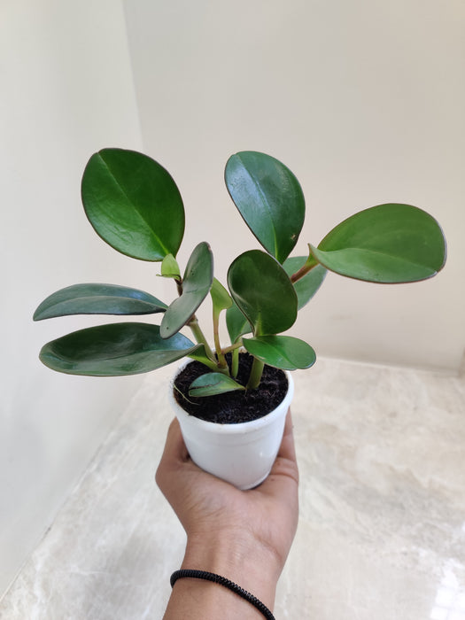 Lush Green Peperomia with Red-Edged Leaves