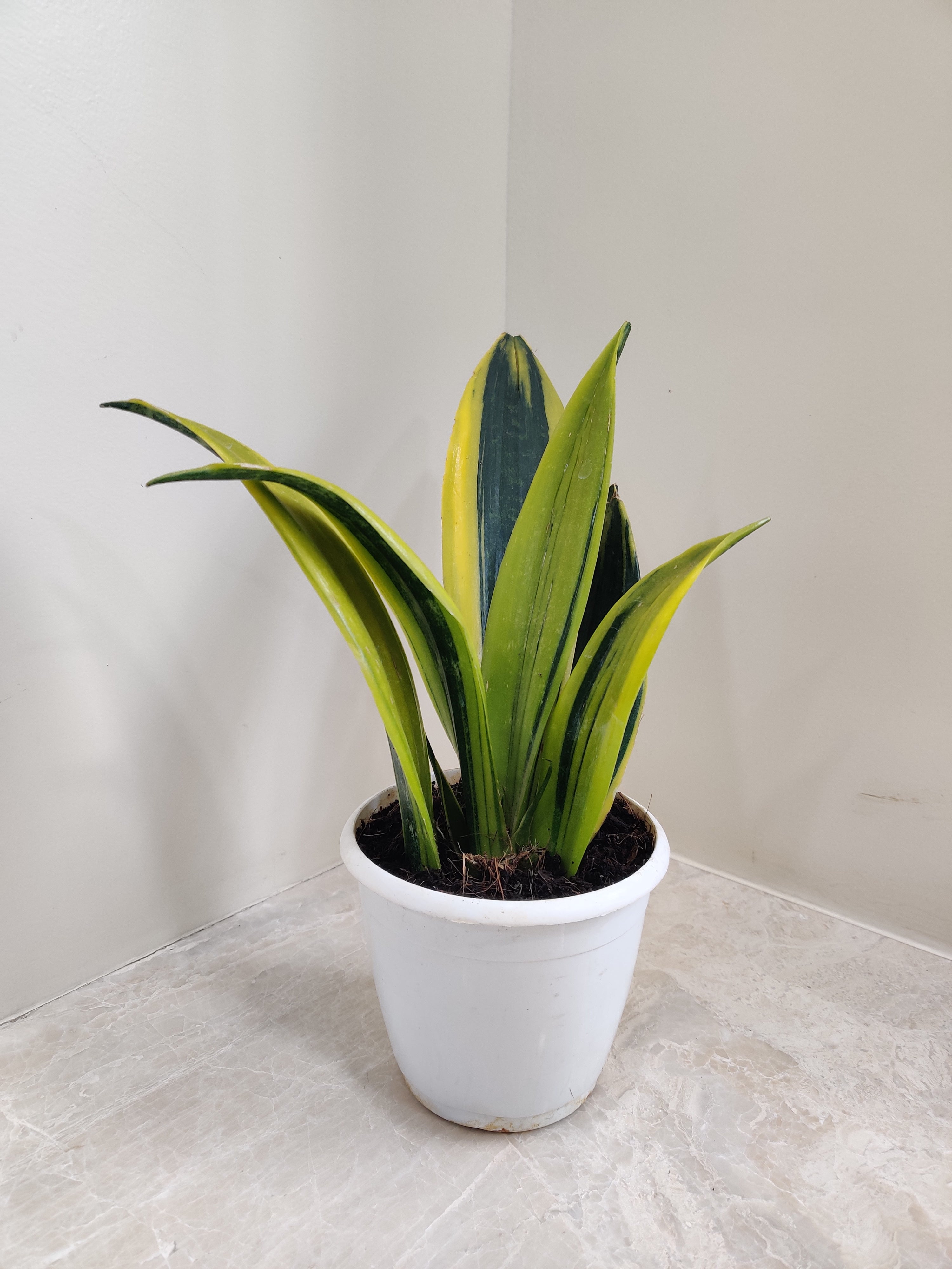 Sansevieria Golden Flame (LIMITED)